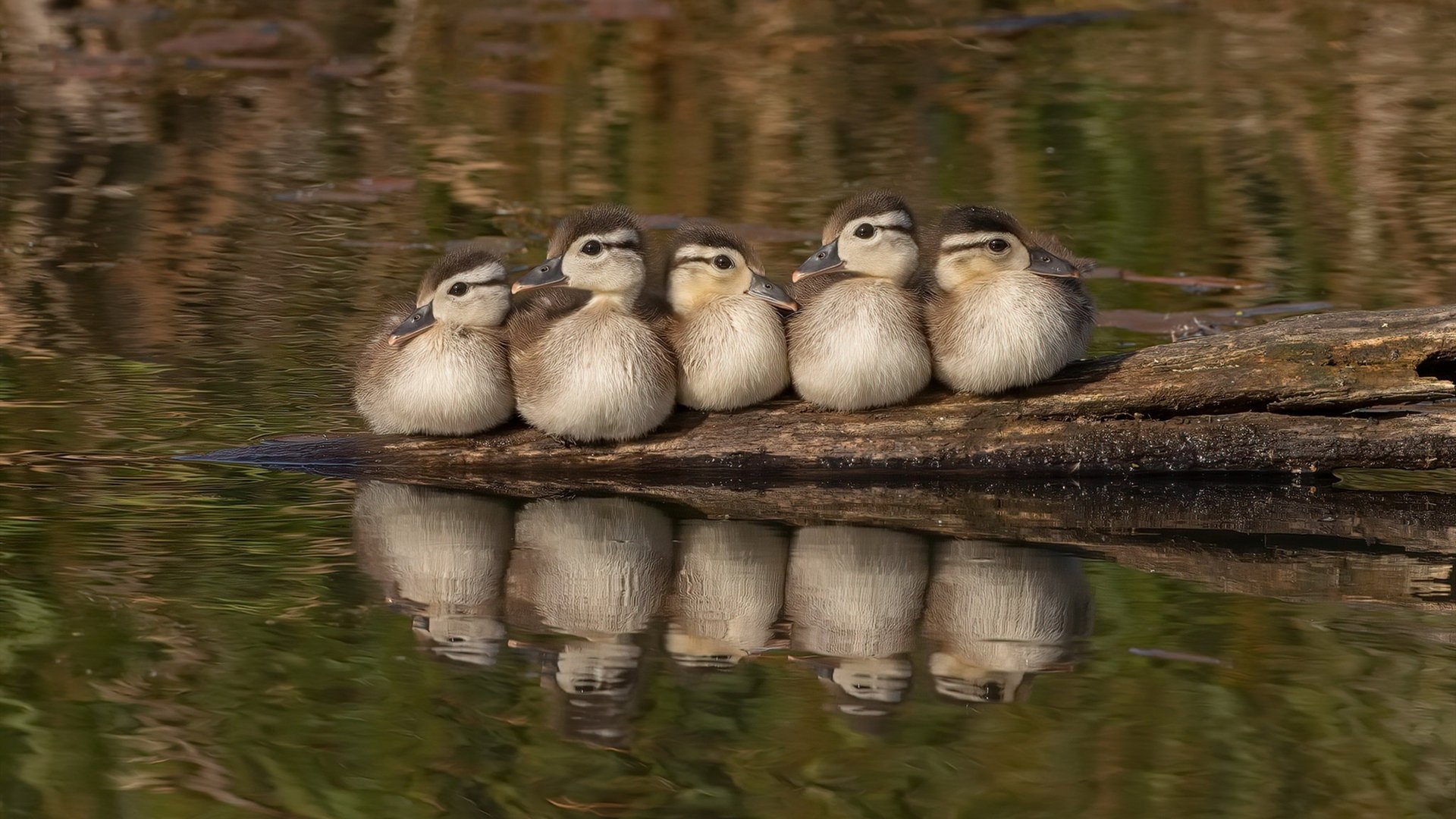 以足球小镇为载体,推动乡村振兴战略,足球小镇的特色美食