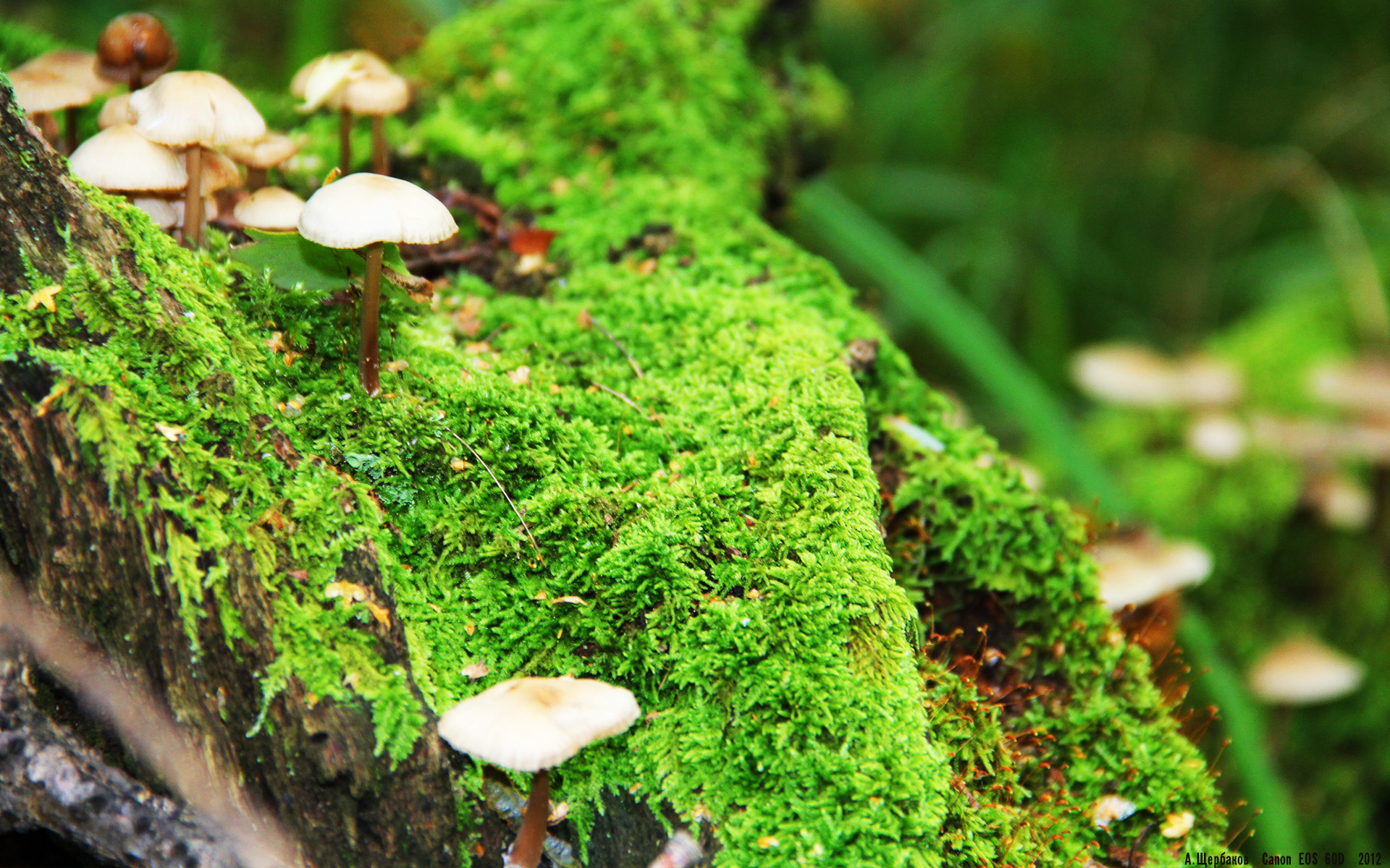 以足球小镇为载体,推动乡村振兴战略,足球小镇的特色美食