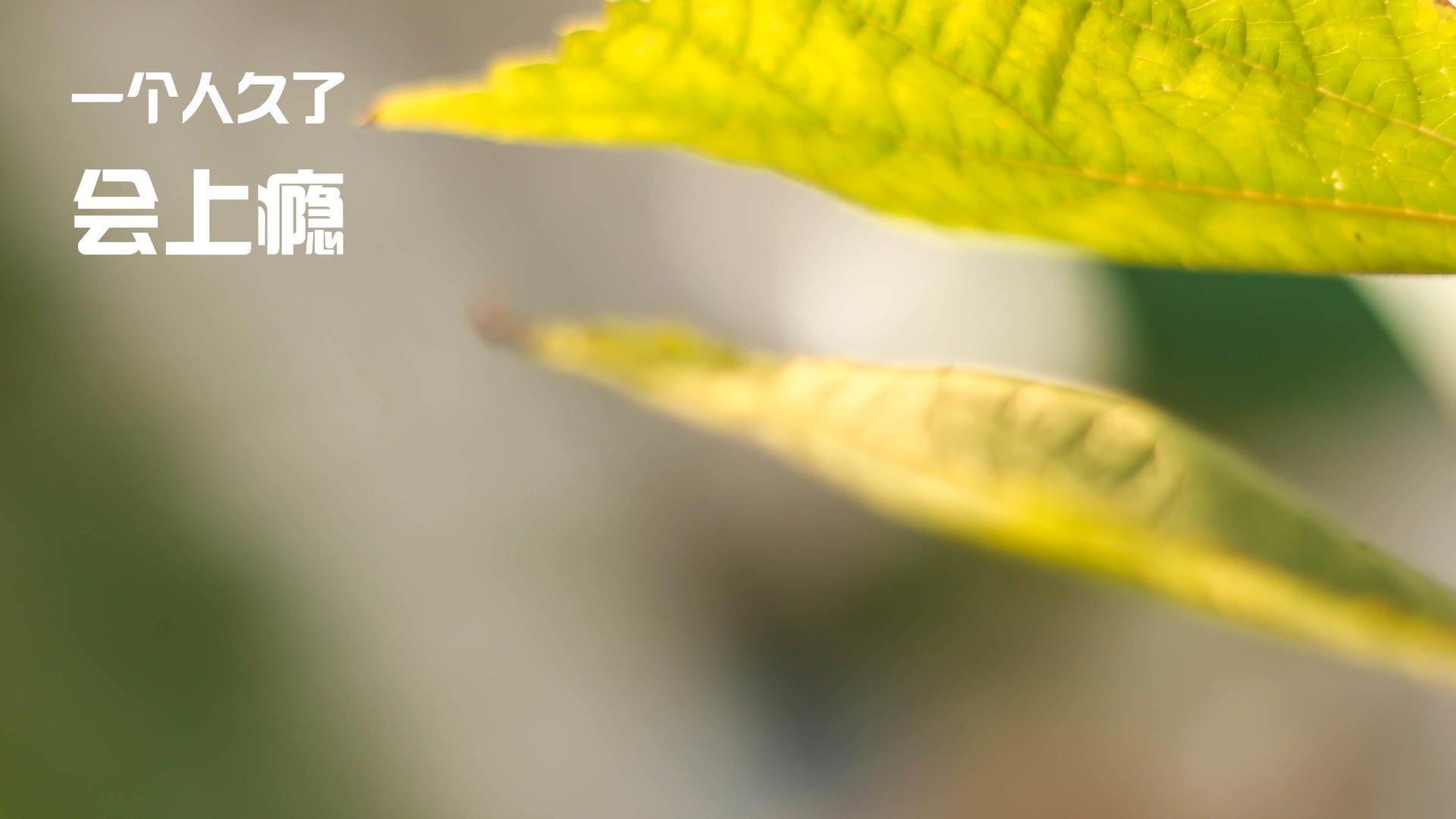 九游官网下载电脑版-全球车迷狂欢：不同国家的赛场习俗，国外赛车场地